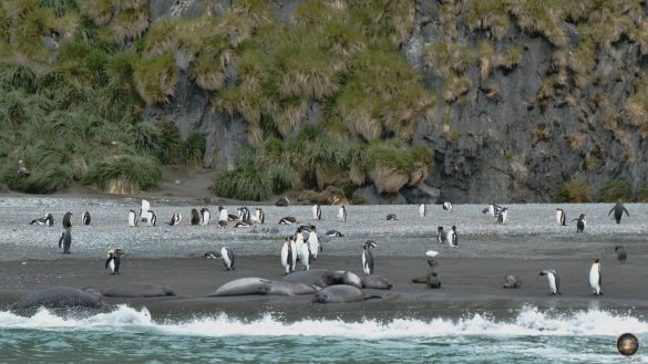 Königspinguine und Junge See-Elefanten am Strand in Südgeorgien.