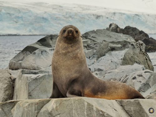 Seebär thront auf einem Felsen vor dem Gletscher im Hintergrund.