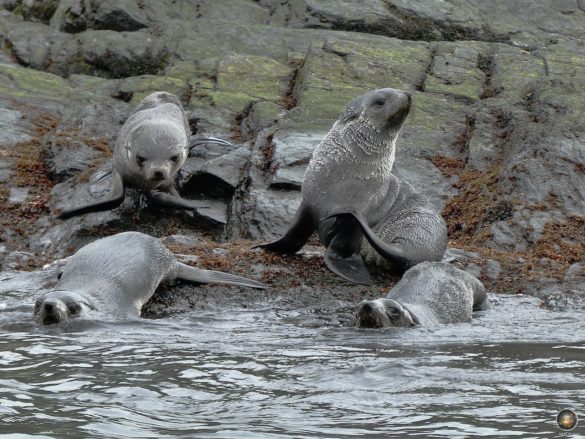 Junge Antarktische Seebären springen ins Wasser.