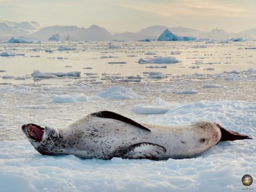 Seeleopard auf einer Eisscholle in der Antarktis bei Cierva Cove.