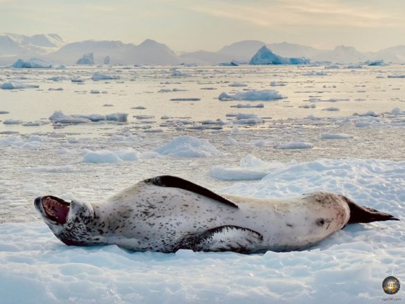 Seeleopard auf einer Eisscholle in der Antarktis bei Cierva Cove.