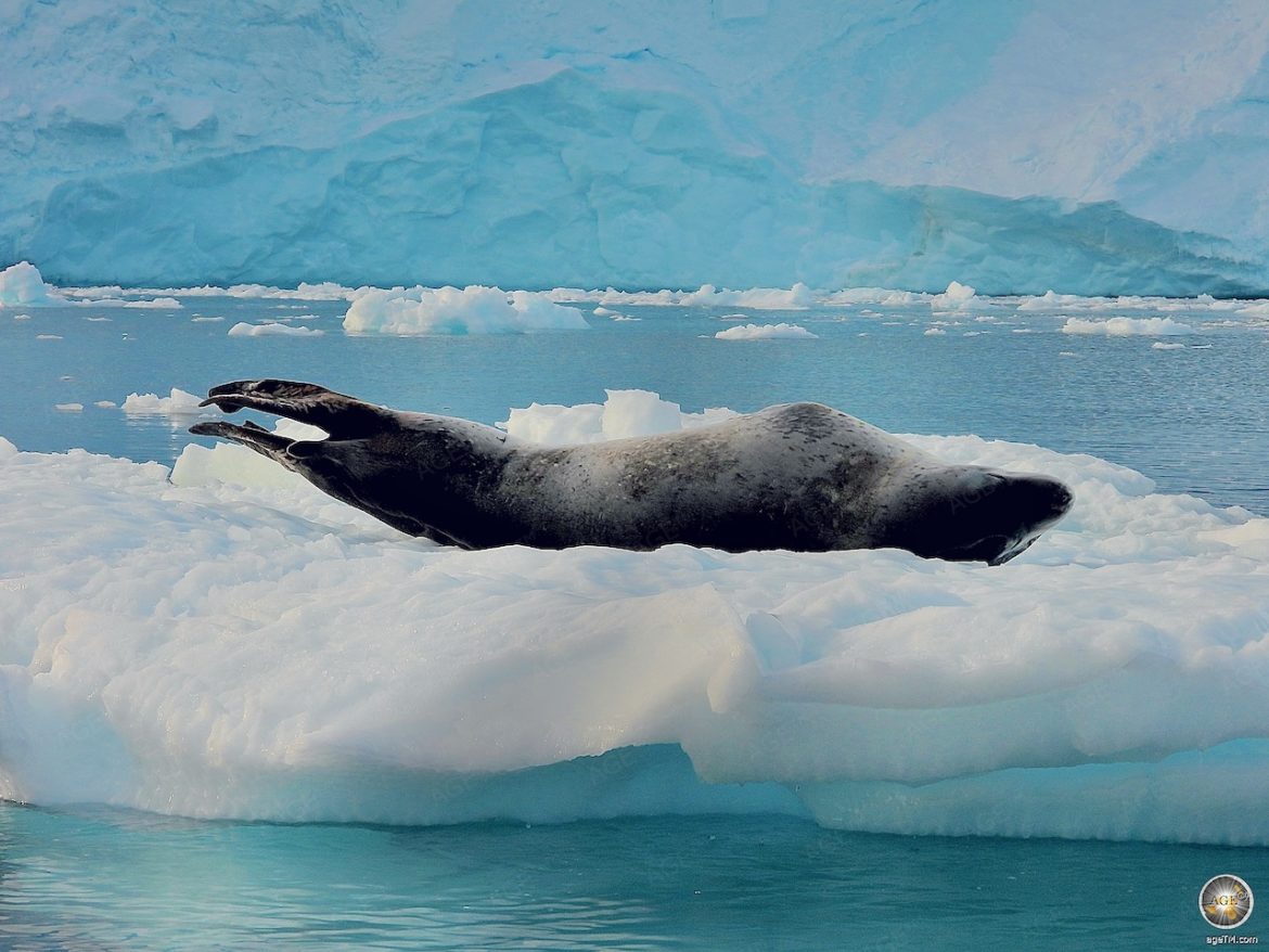 Seeleopard auf einer Eisscholle bei Cierva Cove - Antarktische Halbinsel Sea Spirit Antarktis Expedition