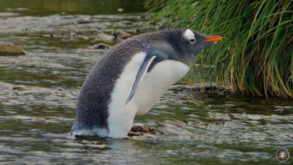 Südgeorgien Eselspinguine im Gletscher-Schmelzwasser Fluss bei Gold Harbour - Antarktis-Reise