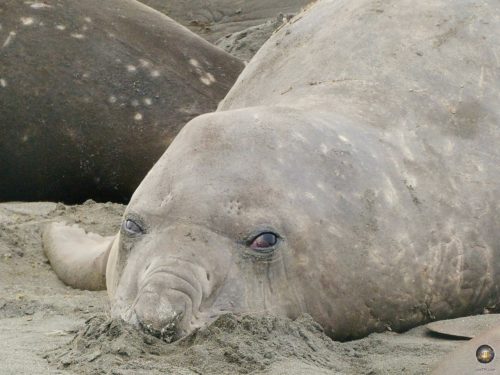 Ein junger männlicher See-Elefant in der Subantarktis.