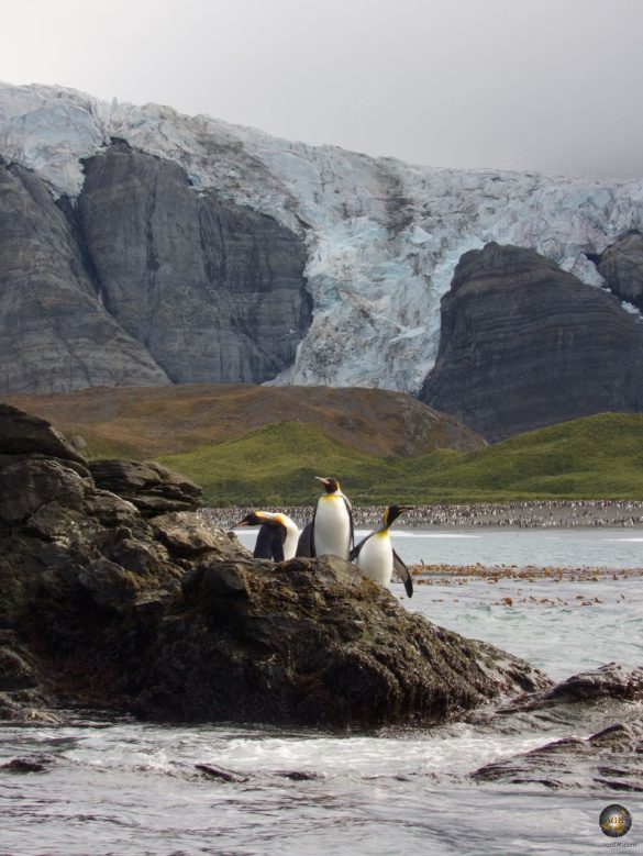 Tierparadies Südgeorgien Gold Harbour Königspinguine auf Felsen vor Gletscher - Antarktis Expedition