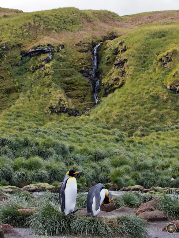 Tierparadies Südgeorgien Gold Harbour Königspinguine vor Wasserfall - Antarktis Expedition