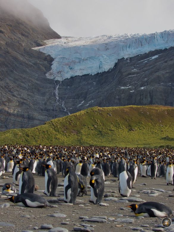 Tierparadies Südgeorgien Gold Harbour Königspinguinkolonie vor Wasserfall und Gletscher - Antarktis Expedition