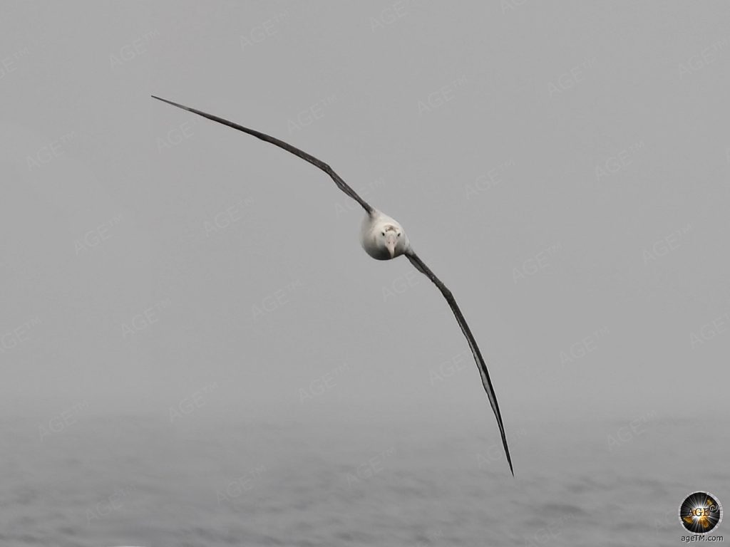 Wanderalbatros (Diomedea exulans) im Flug - Südpolarmeer Antarktische Gewässer - Antarktis Expeditionsreise Sea Spirit