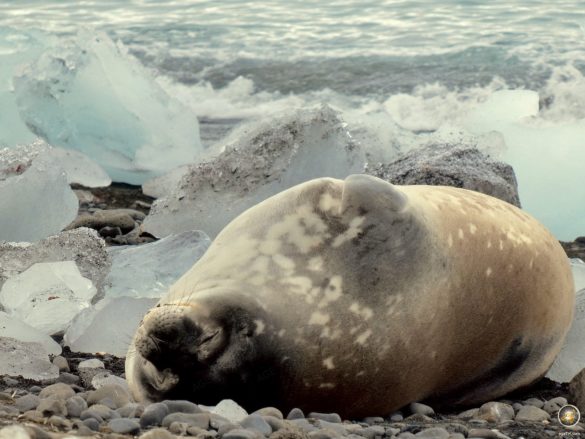 Weddellrobbe (Leptonychotes weddellii) am Strand des Antarktischen Kontinents.