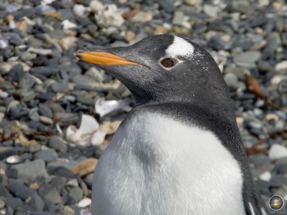Eselspinguin auf Isla Martillo - Boot Ausflug Puerto Almanza - Ushuaia Argentinien Feuerland Südamerika Antarktisreise