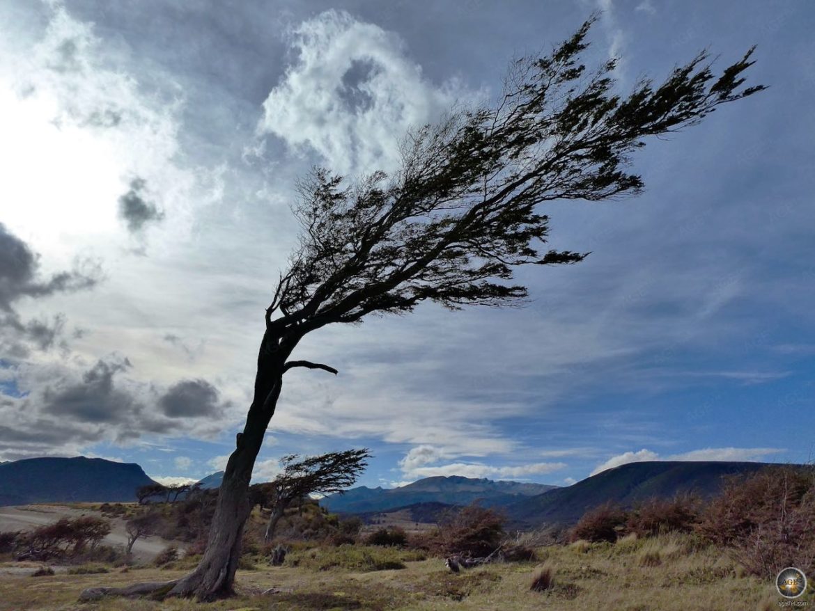 Fahnenbaum auf dem Weg zur Estancia Harberton - windschiefer Baum - Puerto Almanza Ushuaia Argentinien