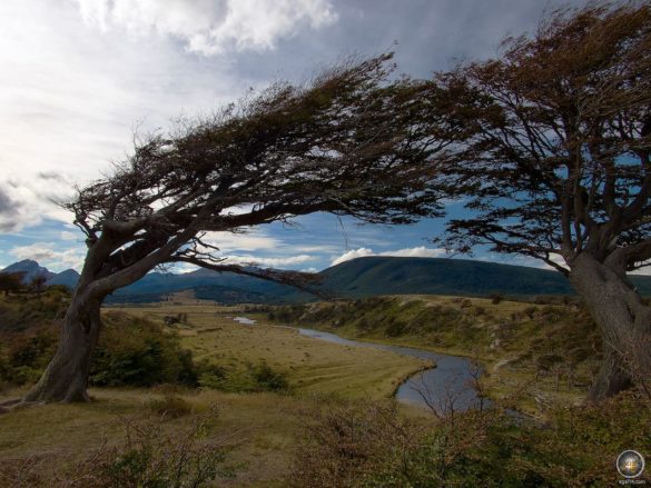 Flag Trees on the way to Estancia Harberton - Puerto Almanza Ushuaia Argentinien