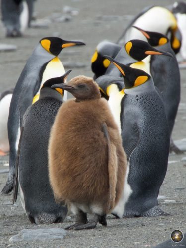 Königspinguin Küken auf Südgeorgien Salisbury Plain - Subantarktische Insel - Sea Spirit Antarktis Expedition