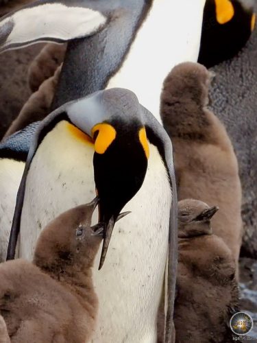 Königspinguin-Küken wird gefüttert - Tierfoto Südgeorgien Gold Harbour - Sea Spirit Antarktis Expedition
