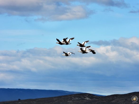 Kormorane über Isla Martillo - Ausflug Puerto Almanza - Ushuaia Argentinien Feuerland Südamerika