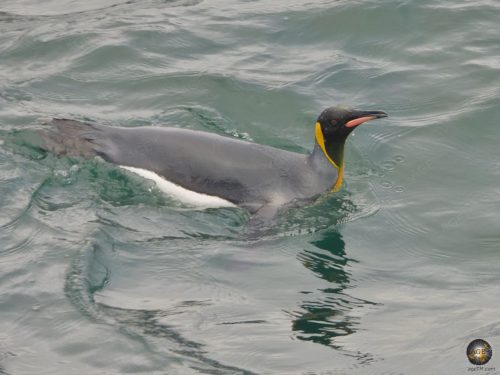 Schwimmender Königspinguin vor Südgeorgien - Antarktis Expeditionsreise mit der Sea Spirit
