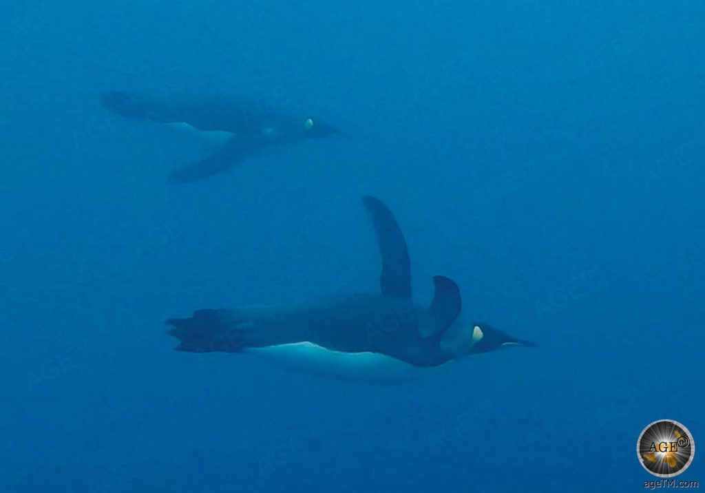 Tauchende Königspinguine bei Südgeorgien - Antarktis Expeditionsreise mit der Sea Spirit