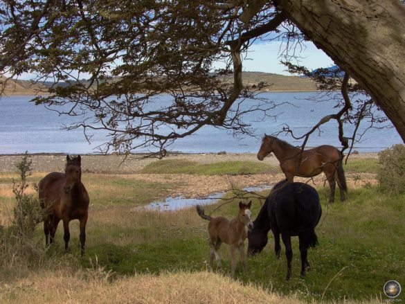 Wild Horses on the way to Estancia Harberton - Puerto Almanza Ushuaia Argentinien