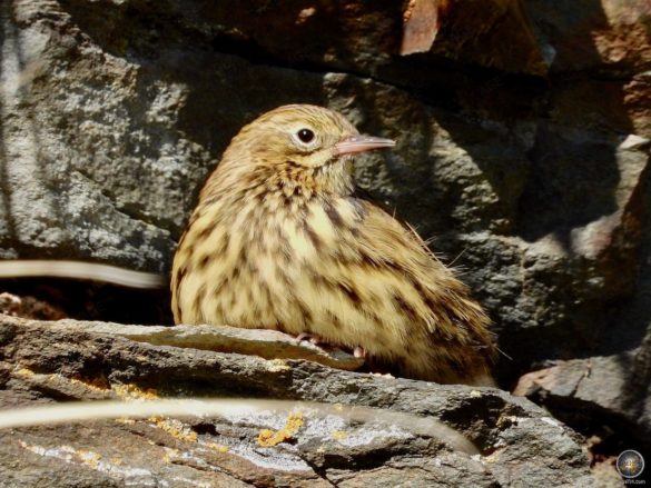 Antarktis Pieper ( Anthus antarcticus ) Singvogel Portrait Jason Harbour Südgeorgien Pipit - Sea Spirit Antarktis-Reise