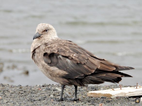 Antarktische Raubmöve (Südpolarskua) neben Brettern einer Ruine auf Deception Island.