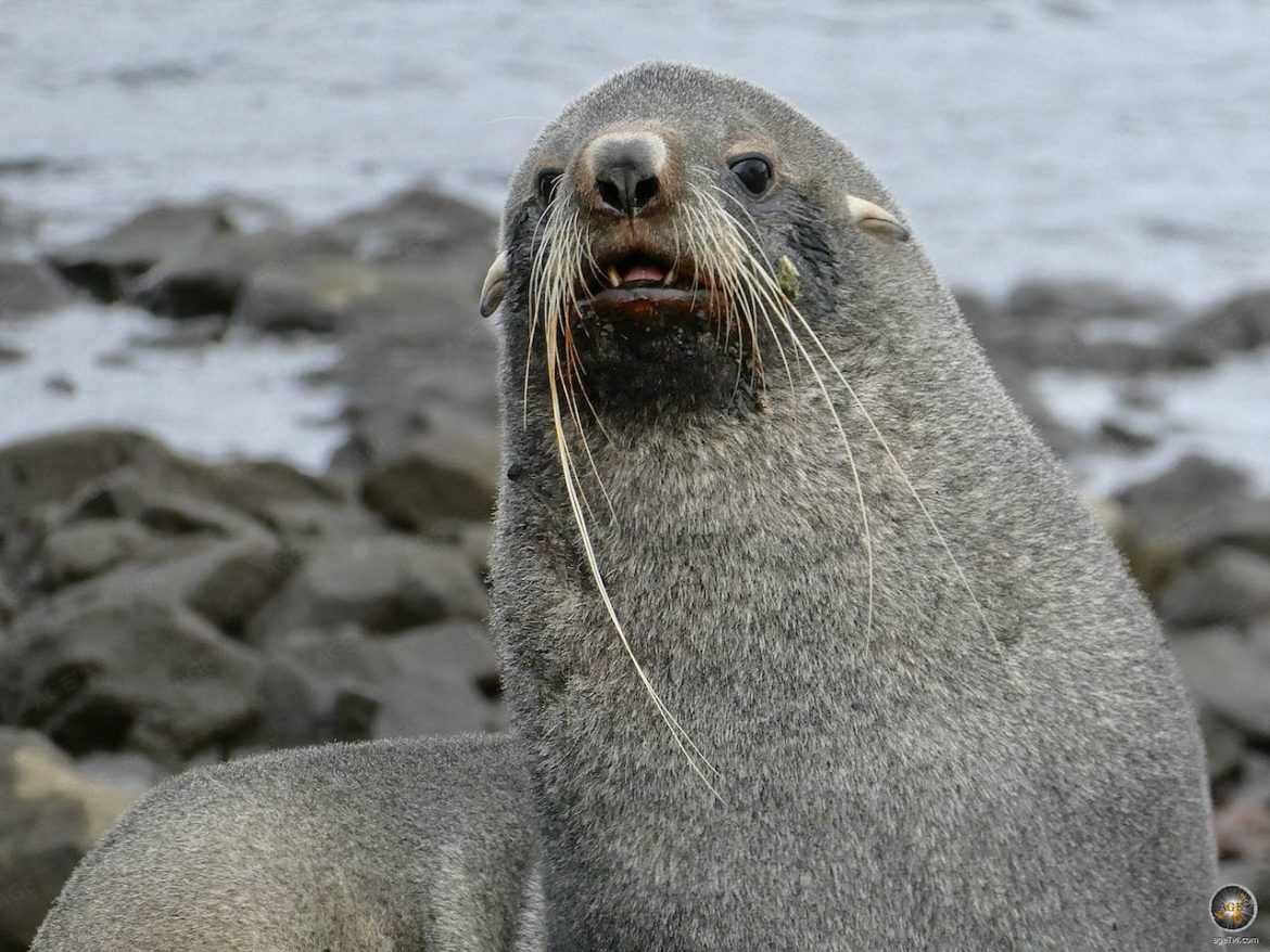 Antarktischer Seebär an der Küste von Deception Island