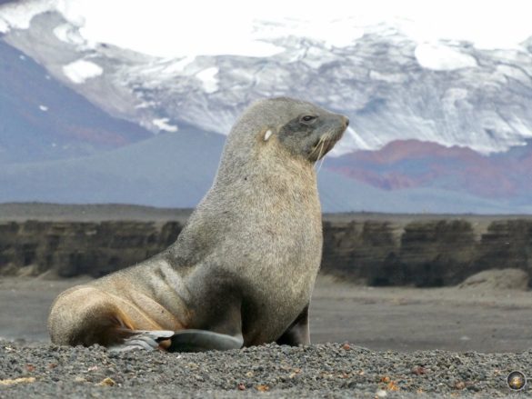 Antarktischer Seebär (Arctocephalus gazella) Portrait sitzend Deception Island Süd-Shetland-Inseln - Sea Spirit Antarktis Reise