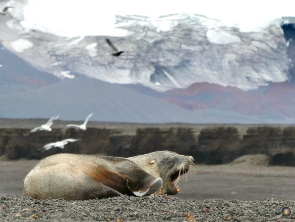 Antarktischer Seebär (Arctocephalus gazella) brüllt - Telefon Bay Deception Island Süd-Shetland-Inseln - Sea Spirit Antarktis Kreuzfahrt