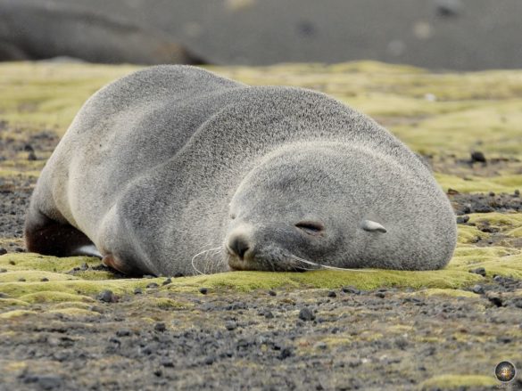 Antarktischer Seebär (Arctocephalus gazella) im Moos Deception Island Süd-Shetland-Inseln - Sea Spirit Antarktis Kreuzfahrt