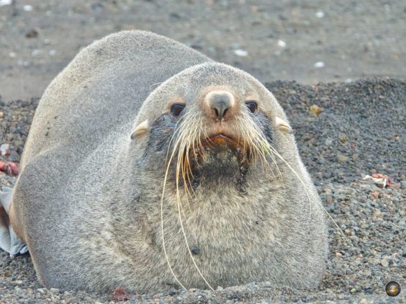 Antarktischer Seebär an der Küste von Deception Island.
