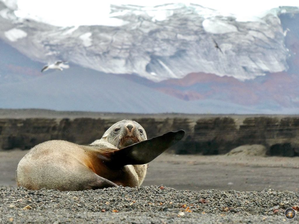 Antarktischer Seebär (Arctocephalus gazella) liegt auf Deception Island Süd-Shetland-Inseln - Sea Spirit Antarktis Kreuzfahrt