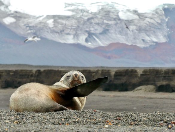 Antarktischer Seebär (Arctocephalus gazella) liegt auf Deception Island Süd-Shetland-Inseln - Sea Spirit Antarktis Kreuzfahrt