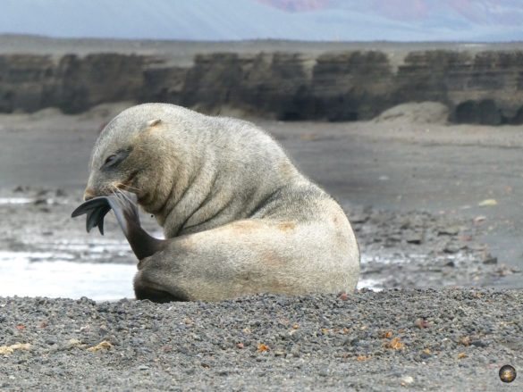Körperpflege einer Seebär-Dame auf Süd-Shetland.