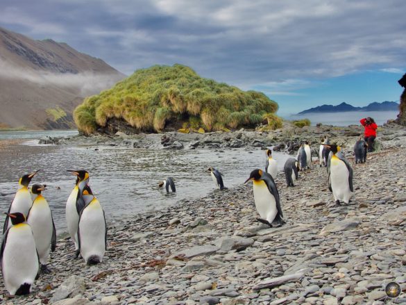 Königspinguine in der Bucht von Jason Harbour auf Südgeorgien