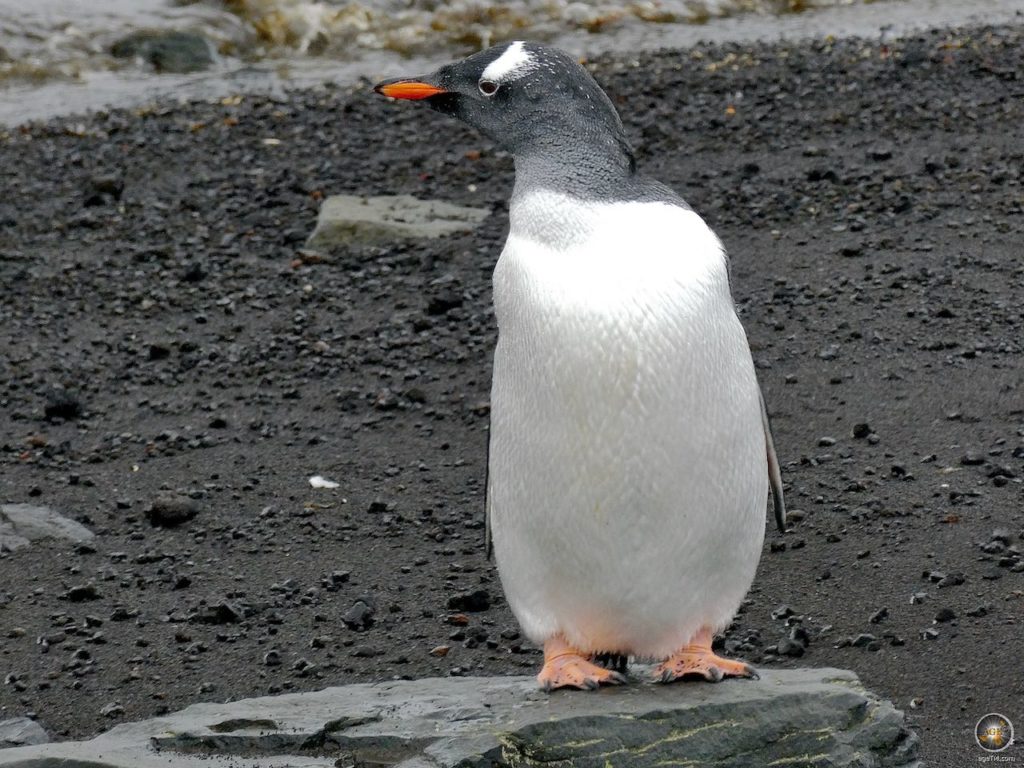 Deception Island Whalers Bay, Reisebericht Eselspinguin (Pygoscelis papua) am Vulkanstrand Deception Island Whalers Bay Süd-Shetland-Inseln - Sea Spirit Antarktis Expedition Kreuzfahrt