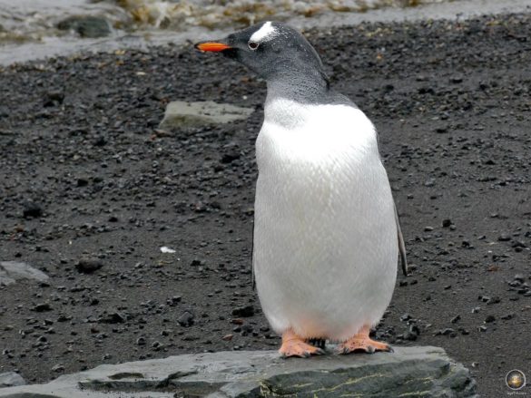 Eselspinguin (Pygoscelis papua) am Vulkanstrand Deception Island Whalers Bay Süd-Shetland-Inseln - Sea Spirit Antarktis Expedition Kreuzfahrt