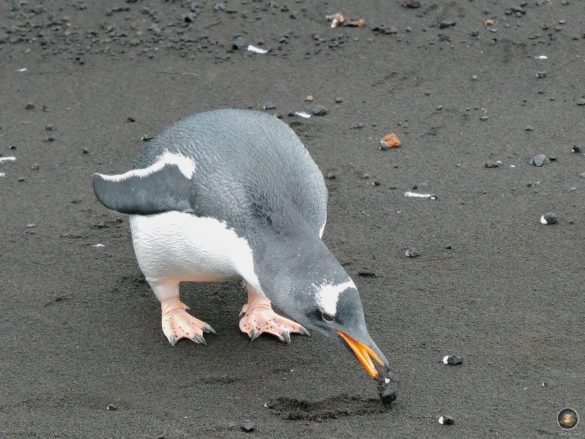 Eselspinguin am Vulkanstrand von Deception Island