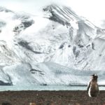 Eselspinguin in schneebedeckter Landschaft von Deception Island Süd-Shetland-Inseln - Sea Spirit Antarktis Kreuzfahrt