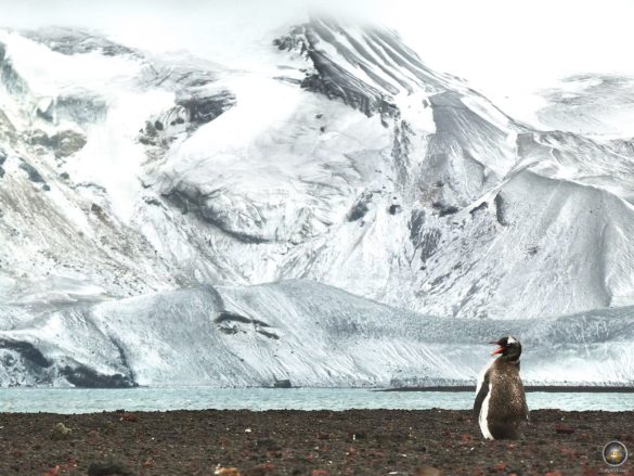 Eselspinguin vor der verschneiten Landschaft von Deception Island.