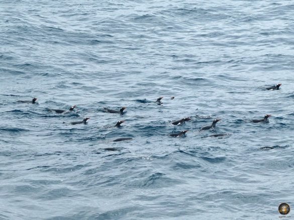Eselspinguine vor Elephant Island Süd-Shetland-Inseln - Antarktis Expedition Kreuzfahrt Sea Spirit