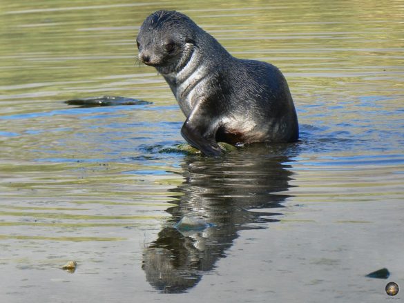 Junger Antarktischer Seebär (Arctocephalus gazella) mit Spiegelbild bei Jason Harbour in Südgeorgien - Sea Spirit Antarktis Expedition Kreuzfahrt
