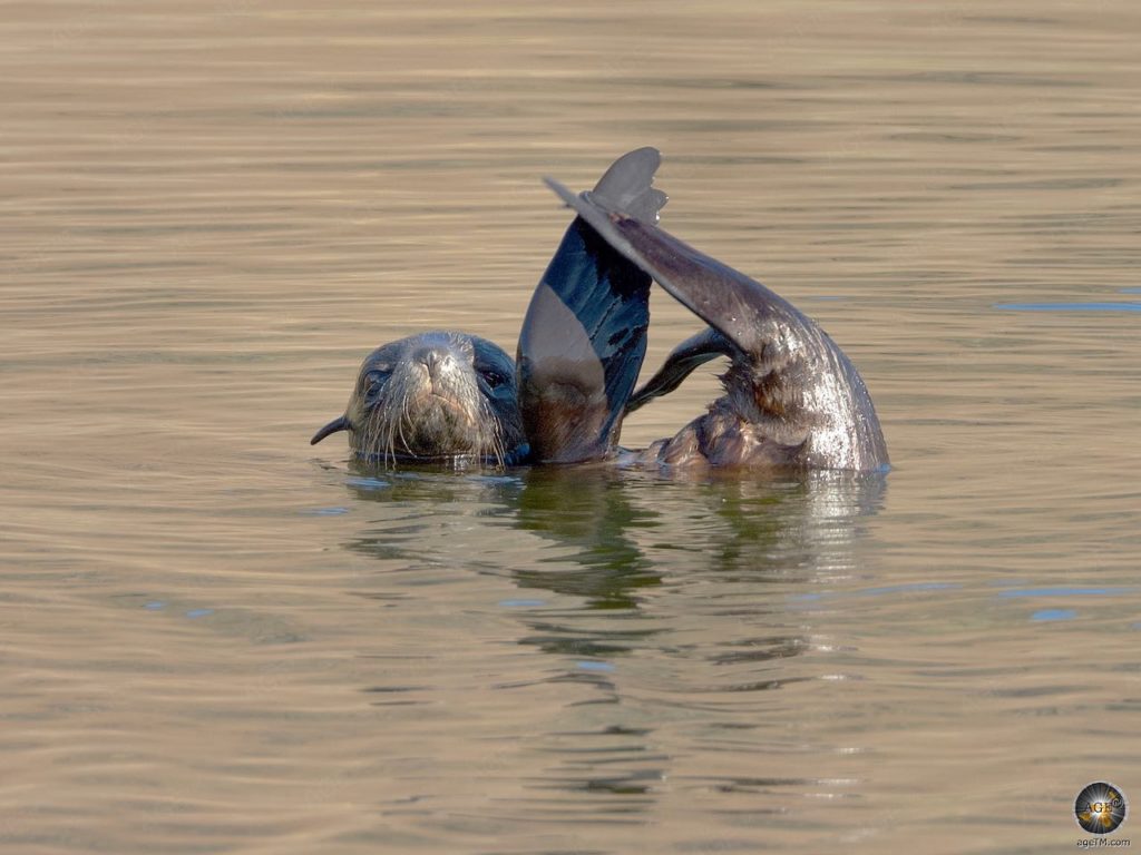 Junger Antarktischer Seebär (Arctocephalus gazella) spielt im Wasser Jason Harbour Südgeorgien - Sea Spirit Antarktis Expedition Kreuzfahrt