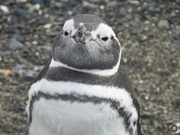 Junger Magellan-Pinguin auf Isla Martillo - Bootsfahrt im Beagle-Kanal bei Puerto Almanza - Ushuaia Argentinien Feuerland Südamerika Antarktisreise