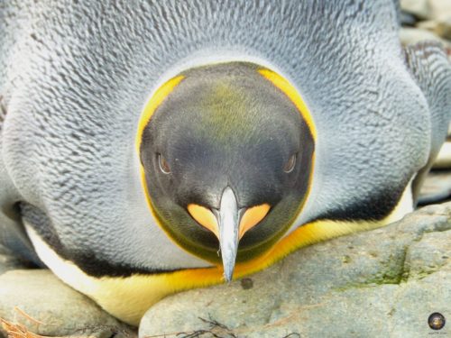 Königspinguin (Aptenodytes patagonicus) Jason Harbour Südgeorgien - Sea Spirit Antarktis Expeditionsreise