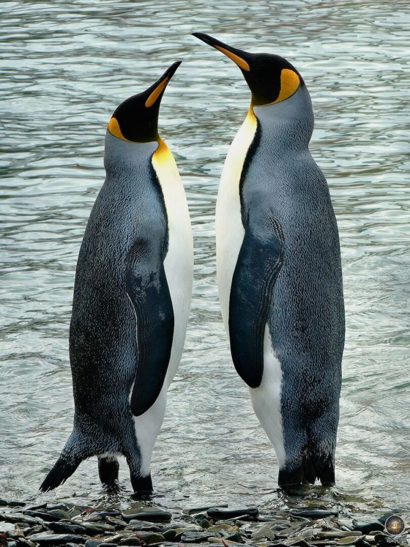 Animals Of Antarctica 50 Fascinerande Bilder Pingviner S lar Valar 