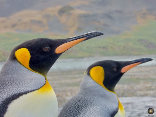 Königspinguine (Aptenodytes patagonicus) bei Jason Harbour in Südgeorgien - Sea Spirit Antarktis Expeditionsreise