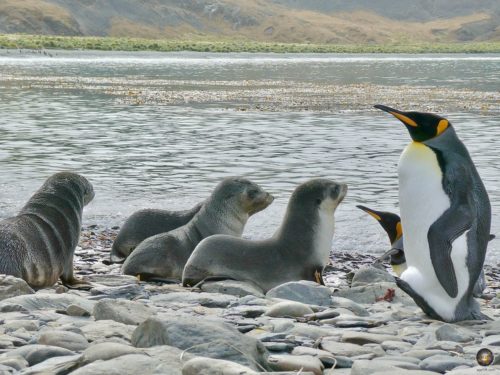 Königspinguine (Aptenodytes patagonicus) und junge Antarktische Seebären (Arctocephalus gazella) Jason Harbour Südgeorgien - Sea Spirit Antarktis Expedition Kreuzfahrt.