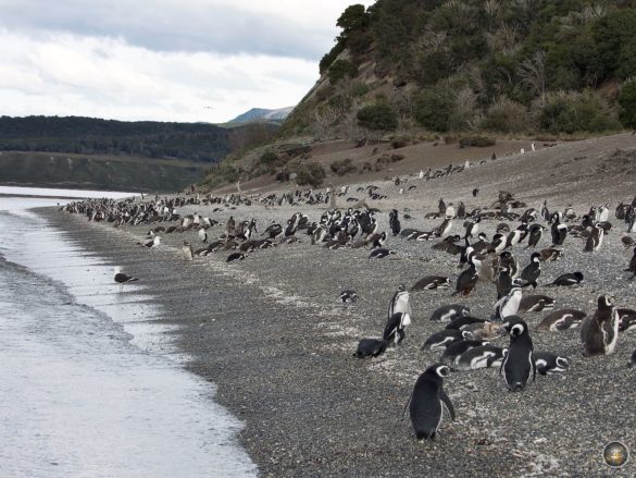 Magellan-Pinguine Kolonie im Beagle-Kanal auf Insel Martillo bei Puerto Almanza - Pinguin Ausflüge Ushuaia Argentinien Feuerland Südamerika Antarktisreise