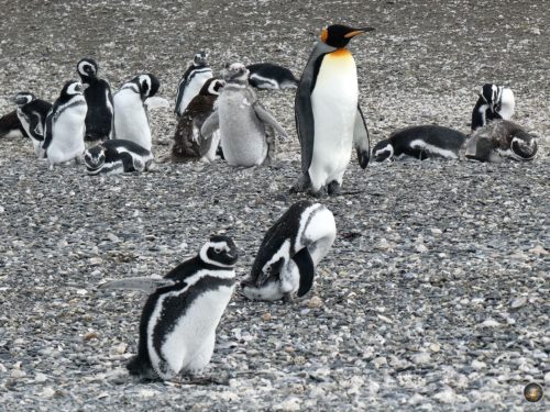 Magellan-Pinguine und Königspinguin auf Isla Martillo - Puerto Almanza Pinguin Ausflug - Ushuaia Beagle-Kanal Argentinien Feuerland Südamerika