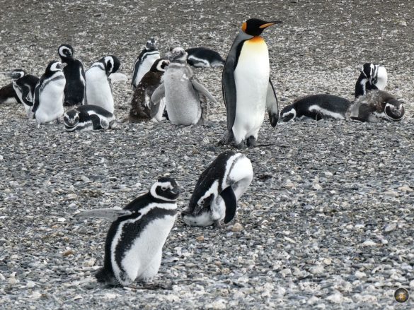 Magellan-Pinguine und Königspinguin auf Isla Martillo - Puerto Almanza Pinguin Ausflug - Ushuaia Beagle-Kanal Argentinien Feuerland Südamerika