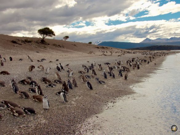 Pinguine auf Isla Martillo -Magellan-Pinguine und Eselspinguine - Puerto Almanza Pinguin Ausflug bei Ushuaia Feuerland Beagle-Kanal Argentinien Südamerika Antarktisreise